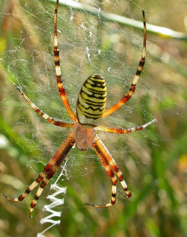 Argiope-bruennichi