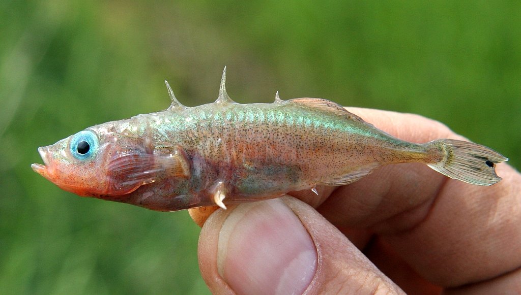 Gasterosteus_aculeatus_Westlicher_Stichling_Hand_Foto_Heiko_Brunken